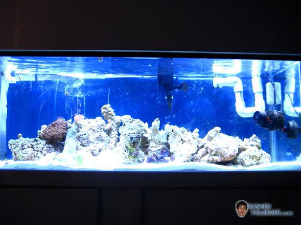My saltwater tank after 1 month My saltwater tank after 1 month