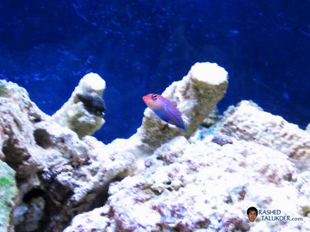 My Sixline Wrasee named Plexi My Sixline Wrasse named Plexi