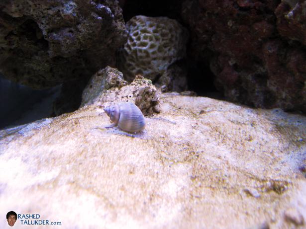 A Nassarius Snail looking for food A Nassarius Snail looking for food