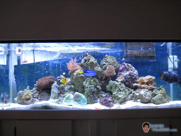 My 65g Tank After 4 Months