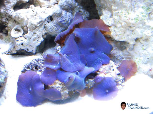 My purple mushroom coral My purple mushroom coral
