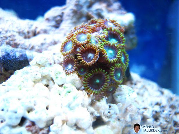 My Green Zoa Frag My Green Zoa Frag