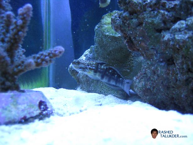 My Bullet Goby
