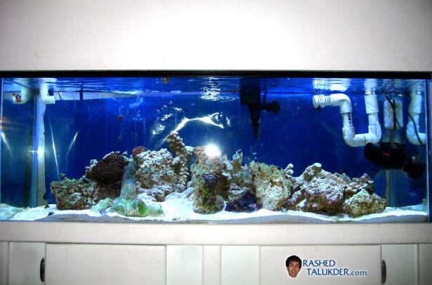 My Saltwater Tank My Saltwater Tank