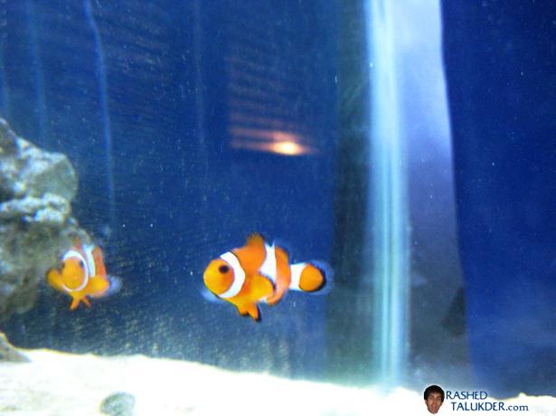 My Percula Clownfish - Nemers My Percula Clownfish