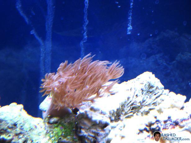 My Pulsating Xenia My Pulsating Xenia