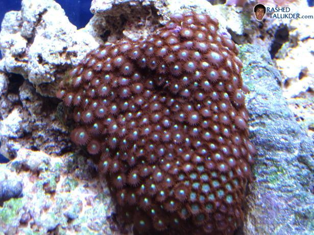 Rock of 3 different zoa's My zoanthid rock