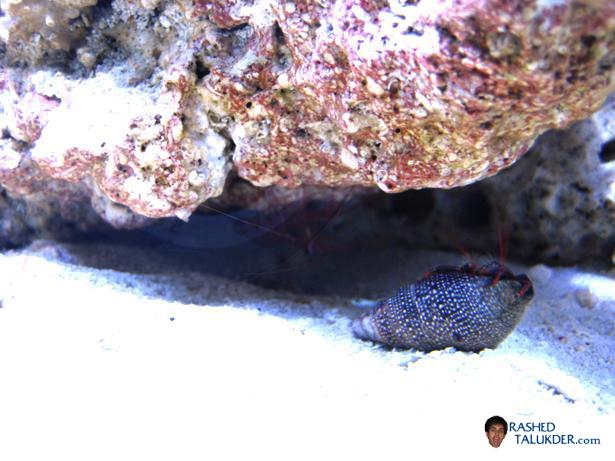 My Peppermint Shrimp and Red Legged Hermit Crab My Peppermint Shrimp and Red Legged Hermit Crab