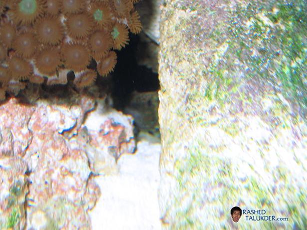 My Bullet Goby Hidding My Bullet Goby Hidding