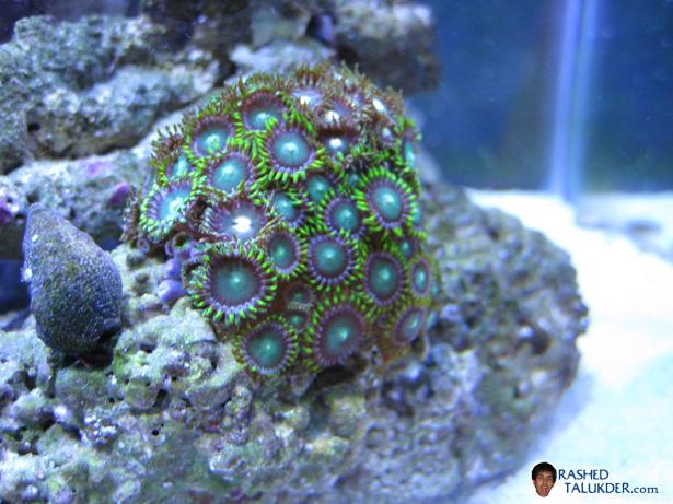 Green Zoanthids