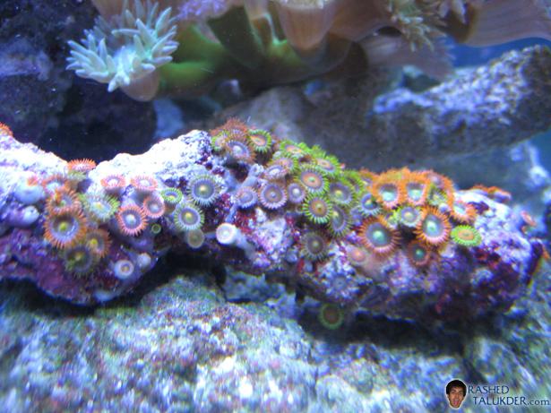 Zoanthid Log