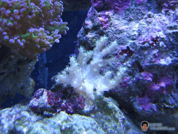 Finger Leather Coral