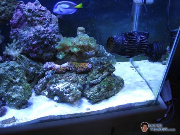Zoanthid Colony