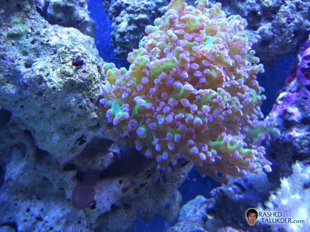 Metallic Green Frogspawn