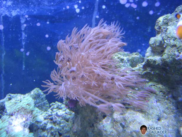Pulsating Xenia