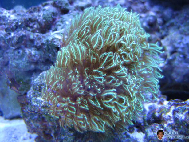 Green Star Polyps