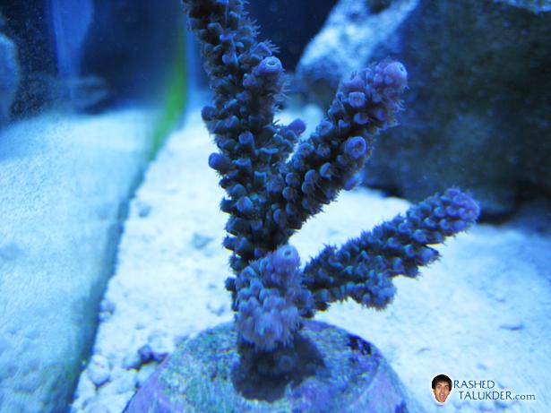 Blue Acropora Coral