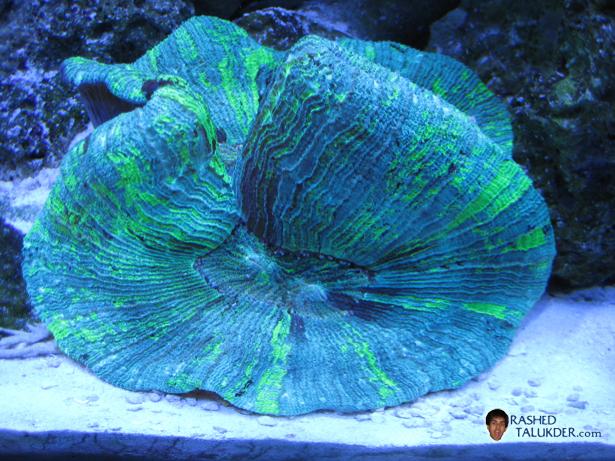 Metallic Green Brain Coral