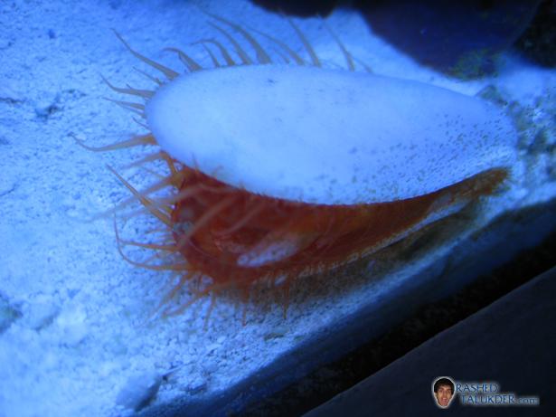 Electric Scallop
