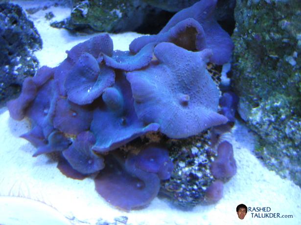Purple Mushrooms