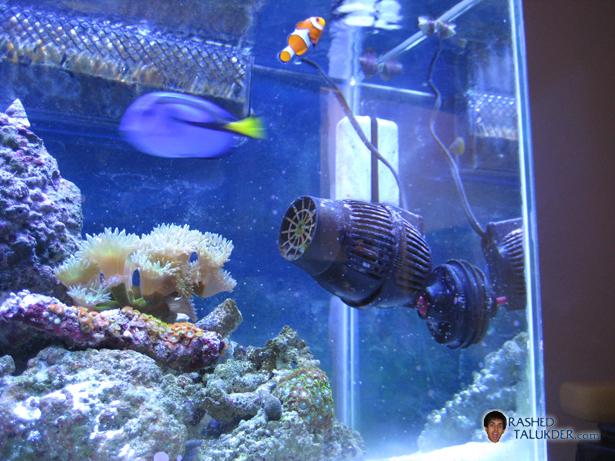 Blue Hippo Tang
