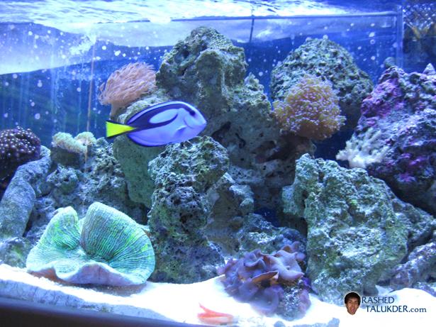 Far Shot Blue Hippo Tang in Tank