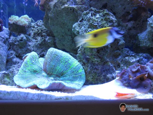 One Spot Foxface Rabbitfish