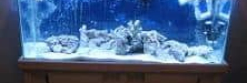 65gal saltwater reef tank